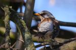 Kwiczoł - Turdus pilaris - 회색머리지빠귀 - Fotografia nr 20090331_7087