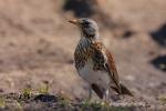 Kwiczoł - Turdus pilaris - 회색머리지빠귀 - Fotografia nr 20090402_7477