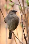 Wróbel zwyczajny - Passer domesticus - 집참새 - Fotografia nr 20090408_8357
