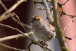 Wróbel zwyczajny - Passer domesticus - 집참새 - Fotografia nr 20090411_8737