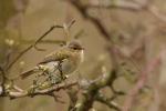 Pierwiosnek zwyczajny - Phylloscopus collybita - 검은다리솔새 - Fotografia nr 20090411_8813