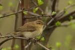 Pierwiosnek zwyczajny - Phylloscopus collybita - 검은다리솔새 - Fotografia nr 20090412_9288