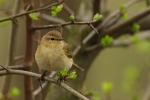 Pierwiosnek zwyczajny - Phylloscopus collybita - 검은다리솔새 - Fotografia nr 20090412_9291