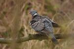 Grzywacz - Columba palumbus - 집비둘기 - Fotografia nr 20090412_9318