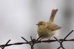 Pierwiosnek zwyczajny - Phylloscopus collybita - 검은다리솔새 - Fotografia nr 20090412_9360