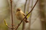Pierwiosnek zwyczajny - Phylloscopus collybita - 검은다리솔새 - Fotografia nr 20090413_9410
