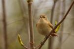 Pierwiosnek zwyczajny - Phylloscopus collybita - 검은다리솔새 - Fotografia nr 20090413_9412