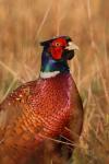 Bażant - Phasianus colchicus - 꿩 - Fotografia nr 20090415_9551