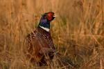 Bażant - Phasianus colchicus - 꿩 - Fotografia nr 20090415_9564