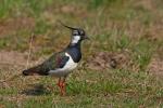 Czajka - Vanellus vanellus - 댕기물떼새 - Fotografia nr 20090416_9590