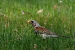 Kwiczoł - Turdus pilaris - 회색머리지빠귀 - Fotografia nr 20090416_9702