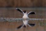 Mewa śmieszka - Larus ridibundus - 붉은부리갈매기 - Fotografia nr 20090418_9820