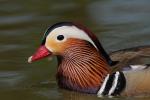 Mandarynka - Aix galericulata - 원앙 - Fotografia nr 20090424_0750