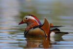 Mandarynka - Aix galericulata - 원앙 - Fotografia nr 20090424_0805