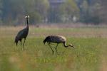 Żuraw - Grus grus - 검은목두루미 - Fotografia nr 20090426_1014