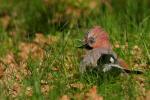 Sójka - Garrulus glandarius - 어치 - Fotografia nr 20090428_1170