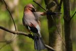 Sójka - Garrulus glandarius - 어치 - Fotografia nr 20090428_1192