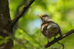 Kwiczoł - Turdus pilaris - 회색머리지빠귀 - Fotografia nr 20090428_1242
