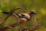 Sójka - Garrulus glandarius - 어치 - Fotografia nr 20090428_1293