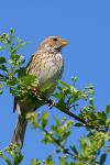 Potrzeszcz - Emberiza calandra - Fotografia nr 20090501_1535