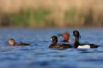 Czernica - Aythya fuligula - 댕기흰죽지 - Fotografia nr 20090501_1571