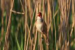Trzciniak zwyczajny - Acrocephalus arundinaceus - Fotografia nr 20090501_1663