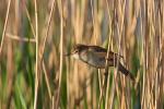 Trzciniak zwyczajny - Acrocephalus arundinaceus - Fotografia nr 20090501_1738