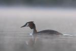 Perkoz dwuczuby - Podiceps cristatus - 뿔논병아리 - Fotografia nr 20090502_1984
