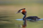 Perkoz dwuczuby - Podiceps cristatus - 뿔논병아리 - Fotografia nr 20090502_2170