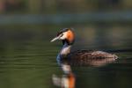 Perkoz dwuczuby - Podiceps cristatus - 뿔논병아리 - Fotografia nr 20090502_2188
