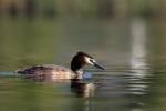 Perkoz dwuczuby - Podiceps cristatus - 뿔논병아리 - Fotografia nr 20090502_2255