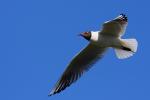 Mewa śmieszka - Larus ridibundus - 붉은부리갈매기 - Fotografia nr 20090502_2294