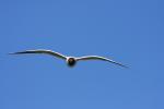 Mewa śmieszka - Larus ridibundus - 붉은부리갈매기 - Fotografia nr 20090502_2298