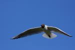 Mewa śmieszka - Larus ridibundus - 붉은부리갈매기 - Fotografia nr 20090502_2336