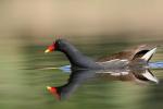 Kokoszka (Kurka wodna) - Gallinula chloropus - 쇠물닭 - Fotografia nr 20090503_2769