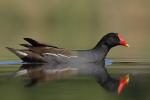 Kokoszka (Kurka wodna) - Gallinula chloropus - 쇠물닭 - Fotografia nr 20090503_2777