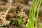 Kwiczoł - Turdus pilaris - 회색머리지빠귀 - Fotografia nr 20090504_2794
