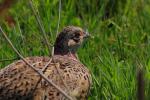 Bażant - Phasianus colchicus - 꿩 - Fotografia nr 20090507_2983