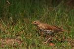 Drozd śpiewak - Turdus philomelos - Fotografia nr 20090508_3088