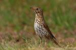 Drozd śpiewak - Turdus philomelos - Fotografia nr 20090508_3105