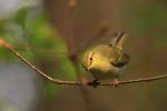Świstunka leśna - Phylloscopus sibilatrix - 노랑턱솔새 - Fotografia nr 20090509_3262