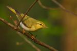 Świstunka leśna - Phylloscopus sibilatrix - 노랑턱솔새 - Fotografia nr 20090509_3268