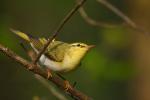 Świstunka leśna - Phylloscopus sibilatrix - 노랑턱솔새 - Fotografia nr 20090509_3270