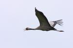 Żuraw - Grus grus - 검은목두루미 - Fotografia nr 20090509_3370
