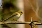 Świstunka leśna - Phylloscopus sibilatrix - 노랑턱솔새 - Fotografia nr 20090510_3453