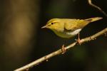 Świstunka leśna - Phylloscopus sibilatrix - 노랑턱솔새 - Fotografia nr 20090510_3509