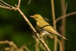 Świstunka leśna - Phylloscopus sibilatrix - 노랑턱솔새 - Fotografia nr 20090510_3537