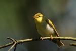 Świstunka leśna - Phylloscopus sibilatrix - 노랑턱솔새 - Fotografia nr 20090510_3603