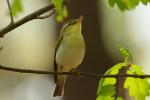 Świstunka leśna - Phylloscopus sibilatrix - 노랑턱솔새 - Fotografia nr 20090510_3620
