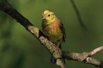 Trznadel - Emberiza citrinella - 금빛머리멧새 - Fotografia nr 20090513_4112